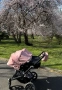 Bugaboo Donkey 5 Twin , снимка 1