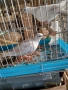 Продавам кускумрийки, снимка 10
