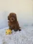 Той Пудел момче , снимка 6