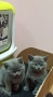 Котенца, снимка 6