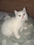 Турски ангори чистокръвни!, снимка 7
