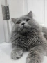 Британска котка , снимка 2