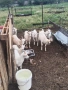 Продавам ярета , снимка 3