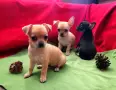 Чихуахуа мъжки и женско , снимка 6