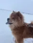 Момчето търси приятелка , снимка 4