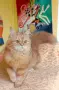 Котката ТЪРСИ Риж, дългокосмест котарак за партньор 🐾 , снимка 4