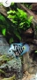 Продавам Син папагал (Polar Blue Parrot Cichlid ), снимка 1