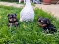 Мини йоркширски териерчета , снимка 3