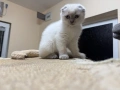 Шотландски късокосмести котенца, снимка 2