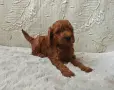 Мини Пуделче момченце , снимка 1
