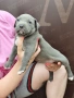Американско Були Хл American bully Xl ABKC , снимка 11