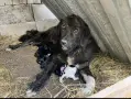 Каракачански кученца, снимка 1