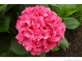 Хортензия Сибила, Hydrangea macrophylla Sibilla за сянка!!, снимка 1