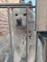 Продавам женско чау чау , снимка 1