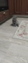 Британски котета, снимка 1
