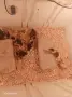 Малки патенца люпени днес , снимка 3