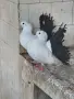 Фенерлии с черни опашки, снимка 1