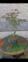 бонсай японски клен bonsai Acer palmatum , снимка 7