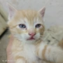 Подарявам пет котета, снимка 3