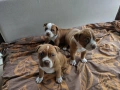 Американски питбул териер ,,Ред ноус''(American pitbull terrier Red nose), снимка 5