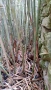 Студоустойчиви бамбуци Fargesia, Phyllostachys, Semiarundinaria, снимка 11