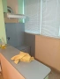 prodavam apartamen mnogo stayen za *poveche *info *tel*+32467827193, снимка 5