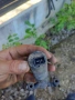 Помпа стъкло миеща система Форд 93BB-17K624-BA, снимка 2