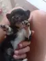 Чихуахуа. Chihuahua , снимка 6