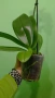 орхидея фаленопсис , снимка 3