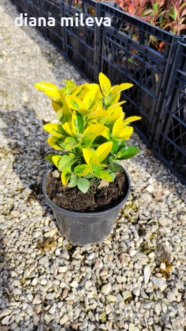 Евонимус Ауреа, Euonymus Japonica Aurea, снимка 7 - Градински цветя и растения - 54458056