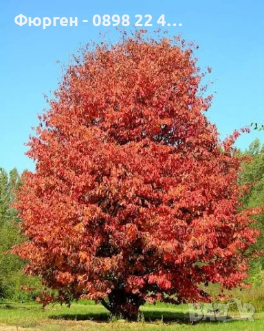 Персийско желязно дърво - Parrotia persica, снимка 6 - Разсади - 54974456