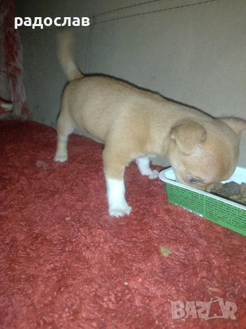 малки кутрета пинчер чихуахуа , снимка 3 - Чихуахуа - 54281247