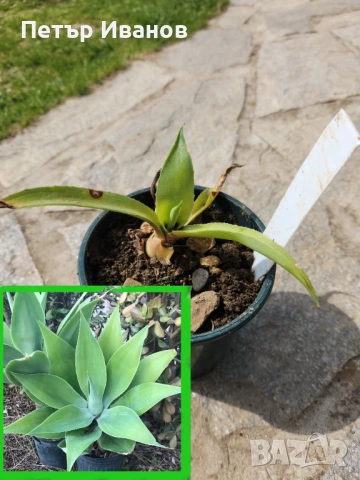 Мангаве и агавета, снимка 6 - Градински цветя и растения - 54164179