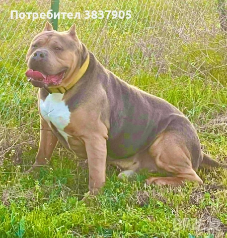 Американско були ХЛ, снимка 7 - Други - 54259017