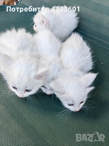 Котки, снимка 2 - За котки - 54427208