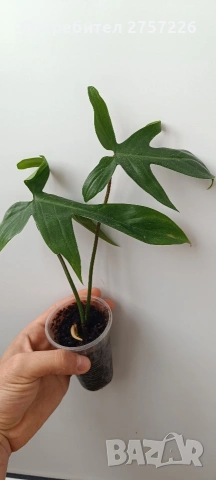 Philodendron Florida ghost, снимка 3 - Стайни растения - 54187744