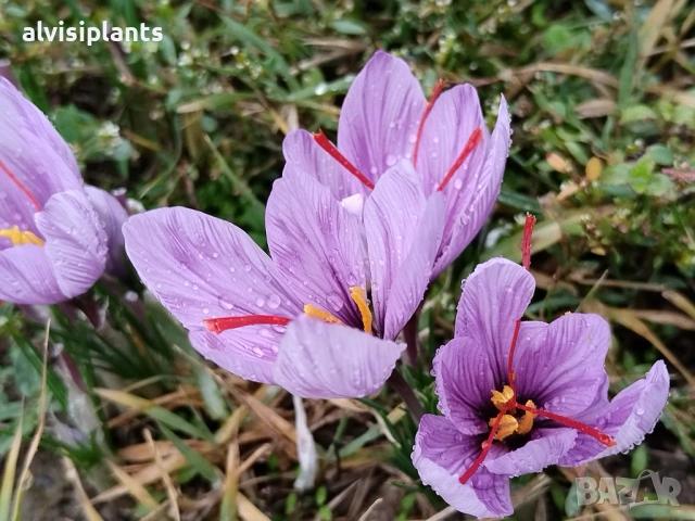 Предварителни заявки за бутиково сладко от рози с шафран, снимка 6 - Други - 54170679