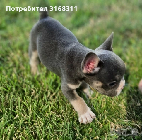 Прекрасни малки сладури, снимка 12 - Френски булдог - 55090091