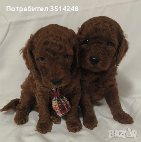 Пудел Мини пудел , снимка 3 - Пудели - 55123953