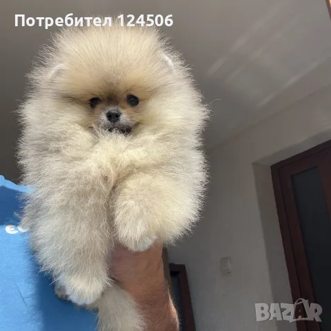 Померан мини померанче