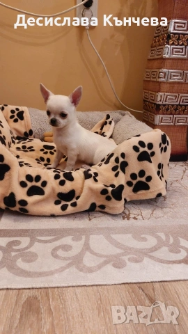 Чихуахуа момиче