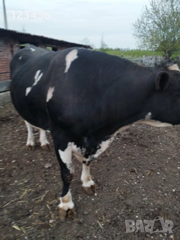 Продавам бик  4 евро/кг, снимка 3 - Крави - 53874445