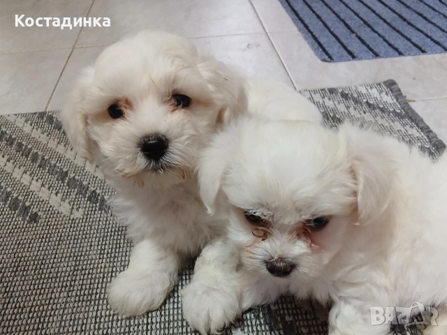 Продавам малки малтийски болонки