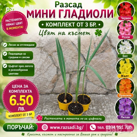 Мини Гладиоли - комплект от 3 бр 