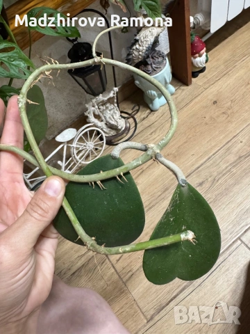 Hoya Хоя Kerrii 