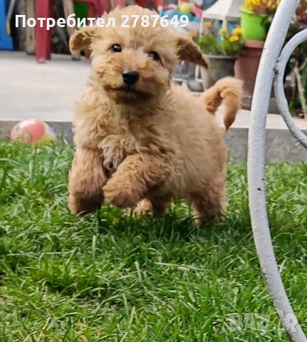 Кавапу, снимка 4 - Пудели - 53989489