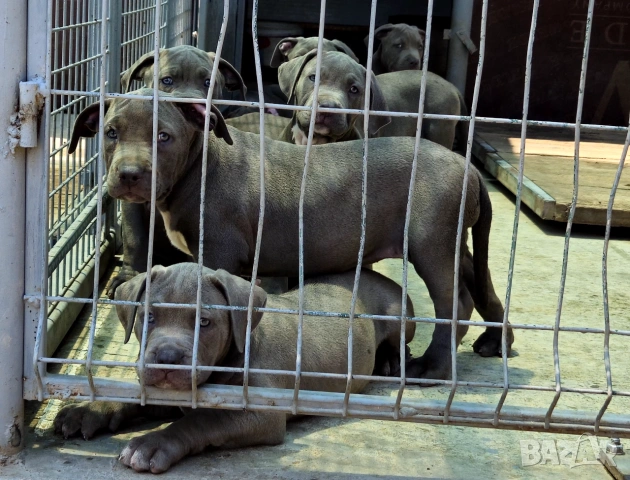 ТОП Американско були хл American bully xl ABKC, снимка 11 - Други - 55134203