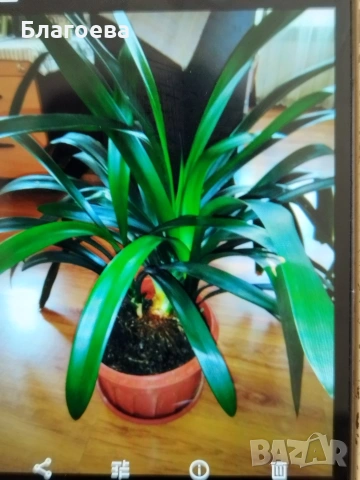 Кливия оранжева 2 големи растения, снимка 6 - Стайни растения - 47075644