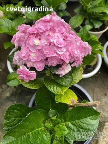 Hydrangea macrophylla ‘Love’ (Хортензия ‘Love’)