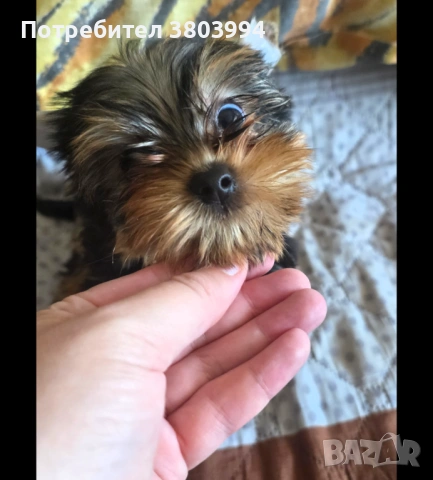 Мини Йоркширски териер момиченце и момченце на 2 месеца. , снимка 2 - Йоркширски териер - 54686020
